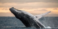 Guardians of Nature Series - The Cetaceans (Whales, Dolphins & Porpoise Medicine)